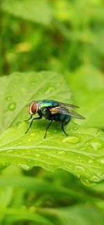 Close-up of fly on leaf