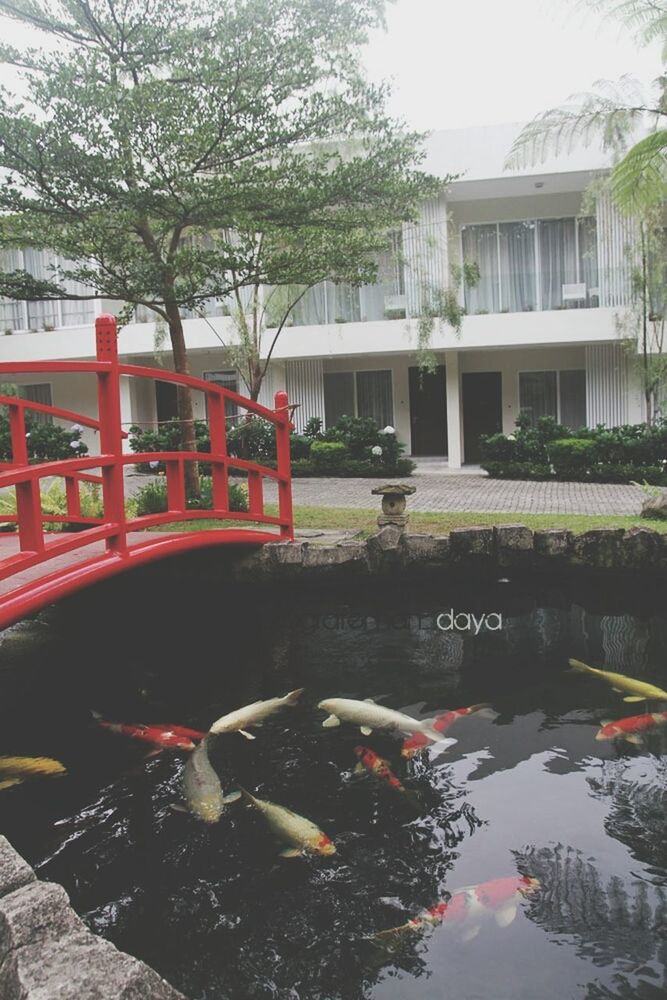 architecture, built structure, building exterior, tree, water, reflection, pond, day, house, canal, city, outdoors, fountain, river, building, waterfront, incidental people, residential building, residential structure, nature