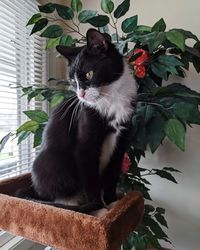 Cat sitting in a potted plant