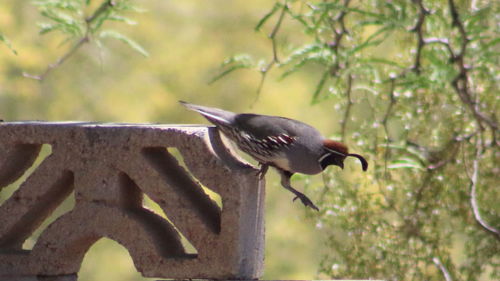 Bird perching on tree trunk