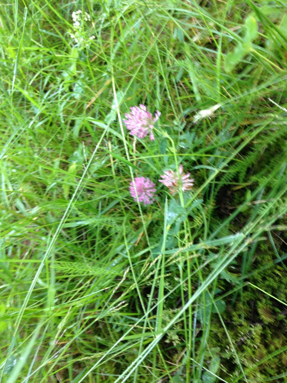 flower, growth, freshness, grass, plant, fragility, beauty in nature, nature, green color, field, high angle view, blooming, petal, wildflower, day, outdoors, flower head, no people, close-up, tranquility