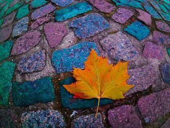 Close-up of maple leaves