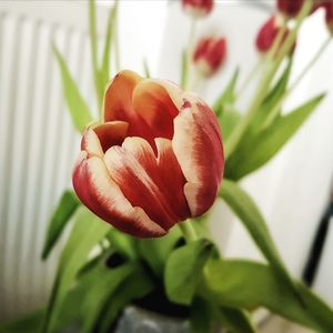 Close-up of flower blooming outdoors