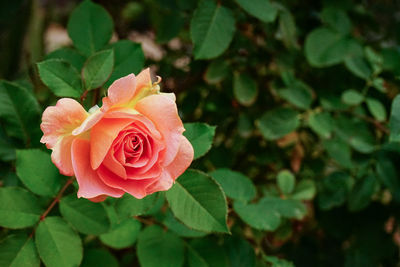 Close-up of pink rose