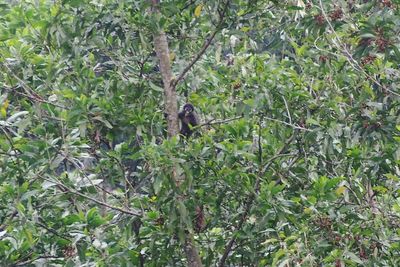 Low angle view of bird perching on tree