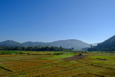Scenic view of rice field against clear sky