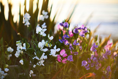 Close-up of purple flowering plants