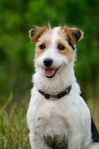 Close-up portrait of dog on field