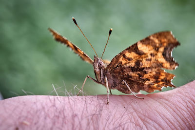 Close-up of butterfly on a hand