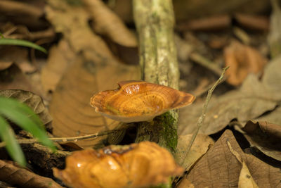 Close-up of shell on dry leaves