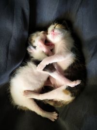 High angle view of cat sleeping