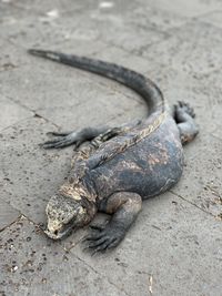 High angle view of iguana on ground on santa cruz island galapagos 