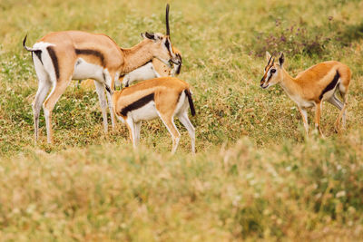 Impala antelope standing on field