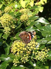 Butterfly perching on flower