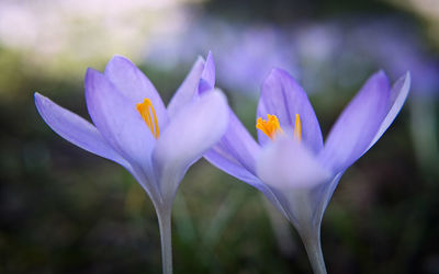 Close-up of purple crocus