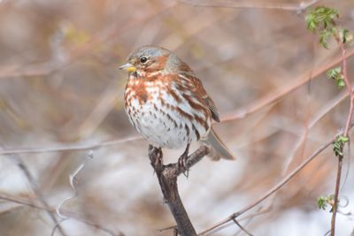 Close-up of bird perching on branch