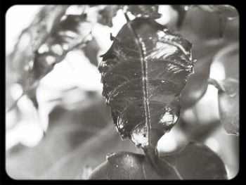 Close-up of leaves in water