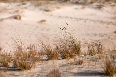 Close-up of dry grass on land