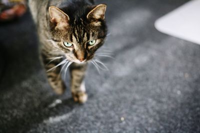 Close-up portrait of cat