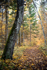 Trees in forest during autumn