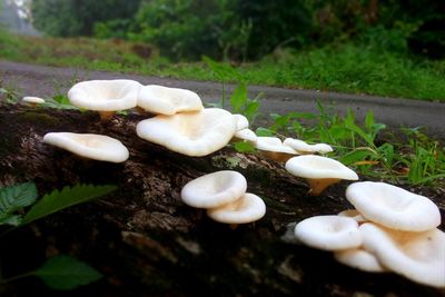 Close-up of mushrooms growing on mushroom