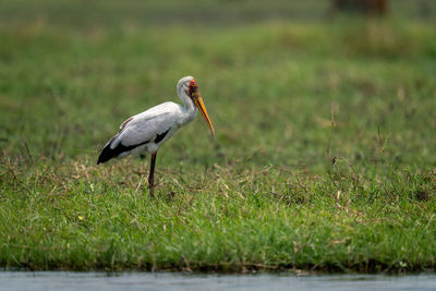 Yellow-billed stork standing in profile on riverbank