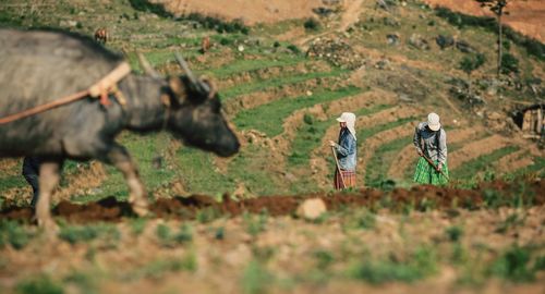 Full length of man walking in farm