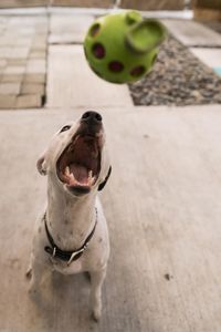 High angle portrait of a dog