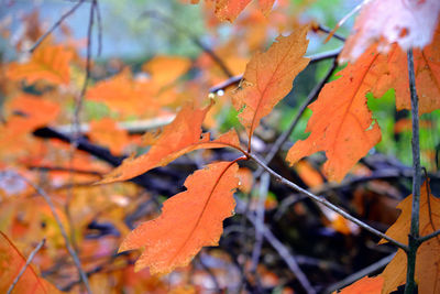 Close-up of maple leaf during autumn