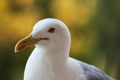 Close-up of seagull