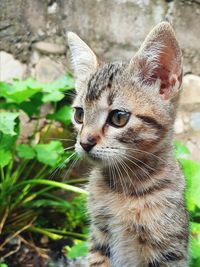 Close-up of a cat looking away