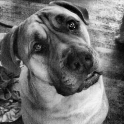 Close-up portrait of a dog