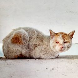 Portrait of cat relaxing on floor