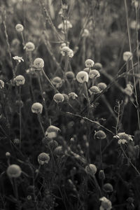 Close-up of flowering plants on field