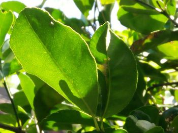 Close-up of fresh green plant