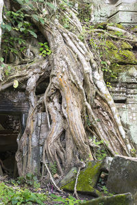 Trees growing in forest