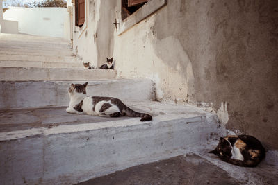 Cat sleeping on wall