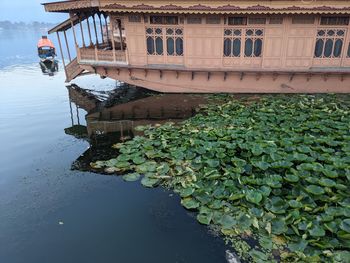 Plant by lake against building