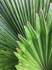 Close-up of palm leaves