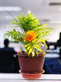 Close-up of potted plant