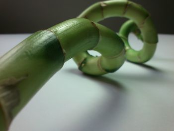 Close up of green leaves