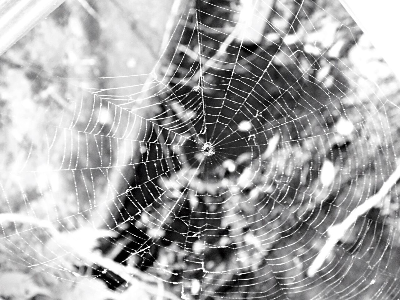 CLOSE-UP OF SPIDER BY WEB