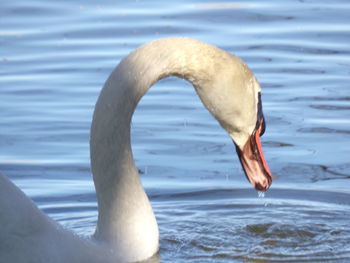 Close-up of swan swimming in lake