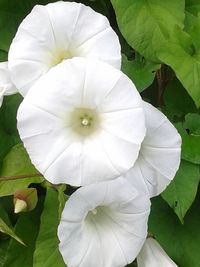 Close-up of white flower