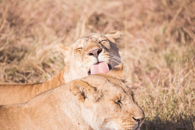 Close-up of lionesses resting on grassy field