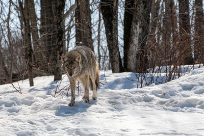 View of coyote in winter