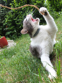 View of a cat on field