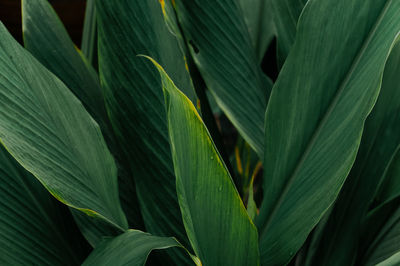 Full frame shot of fresh green leaf