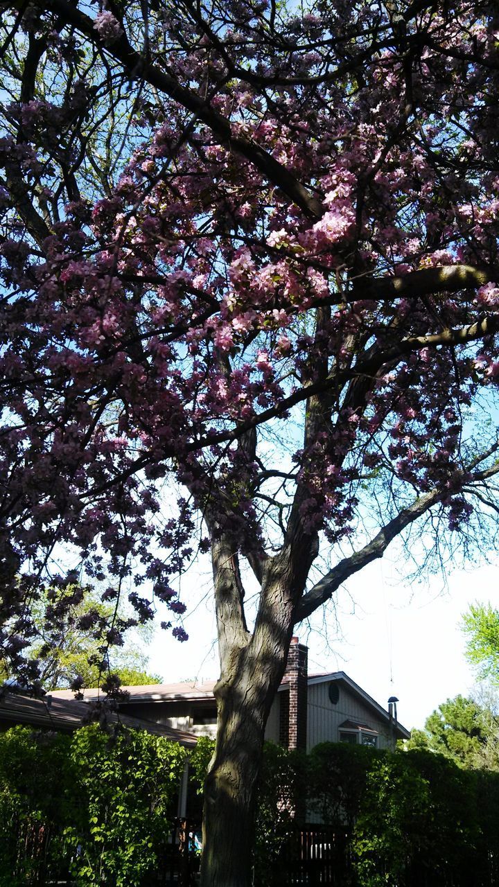 LOW ANGLE VIEW OF FLOWER TREE AGAINST SKY