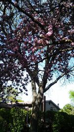 Low angle view of tree against sky